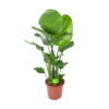 Strelitzia Nicolai - Paradijsvogelplant - P27 H110 - Kamerplant 1 Strelitzia Nicolai - Paradijsvogelplant - P27 H110 - Kamerplant -Goedkope Groen Tuin Geluk Winkel strelitzia nicolai paradijsvogelplant p27 h110 1 2