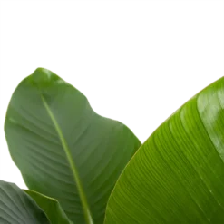 Strelitzia Nicolai - Paradijsvogelplant - P27 H110 - Kamerplant 8 Strelitzia Nicolai - Paradijsvogelplant - P27 H110 - Kamerplant -Goedkope Groen Tuin Geluk Winkel strelitzia nicolai paradijsvogelplant p27 h110 6 2