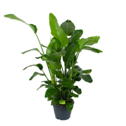 Goedkope Groen Tuin Geluk Winkel 23 Strelitzia Nicolai - Paradijsvogelplant - P35 H130 - Kamerplant