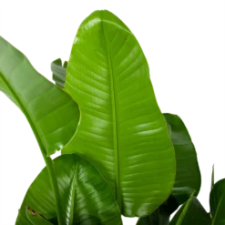 Goedkope Groen Tuin Geluk Winkel -Goedkope Groen Tuin Geluk Winkel strelitzia nicolai paradijsvogelplant p35 h130 5