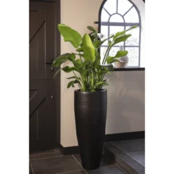 Strelitzia Nicolai - Paradijsvogelplant - P35 H200 - Kamerplant -Goedkope Groen Tuin Geluk Winkel strelitzia nicolai paradijsvogelplant p35 h200 5