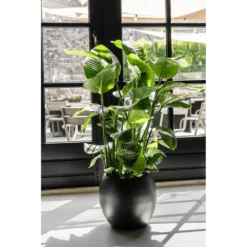 Strelitzia Nicolai - Paradijsvogelplant - P35 H200 - Kamerplant -Goedkope Groen Tuin Geluk Winkel strelitzia nicolai paradijsvogelplant p35 h200 6