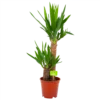 Yucca - Palmlelie - P17 H70 - Kamerplant -Goedkope Groen Tuin Geluk Winkel yucca palmlelie p17 h70 4