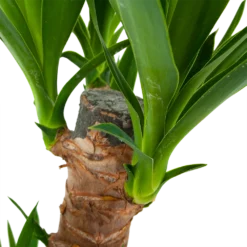 Yucca - Palmlelie - P17 H70 - Kamerplant -Goedkope Groen Tuin Geluk Winkel yucca palmlelie p17 h70 6