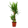 Yucca - Palmlelie - P19 H90 - Kamerplant -Goedkope Groen Tuin Geluk Winkel yucca palmlelie p19 h90 4