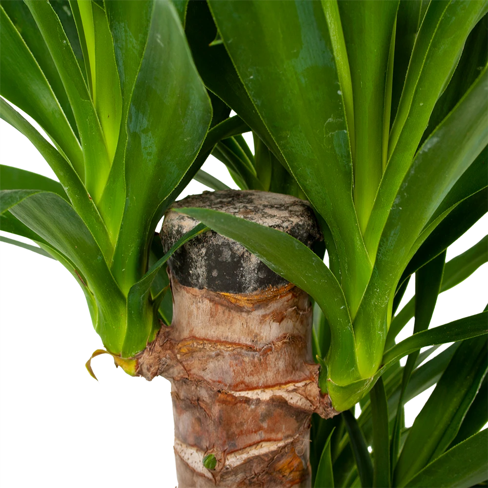 Yucca - Palmlelie - P19 H90 - Kamerplant 4 Yucca - Palmlelie - P19 H90 - Kamerplant - Afbeelding 2