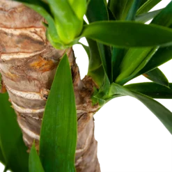 Yucca - Palmlelie - P19 H90 - Kamerplant 8 Yucca - Palmlelie - P19 H90 - Kamerplant -Goedkope Groen Tuin Geluk Winkel yucca palmlelie p19 h90 6