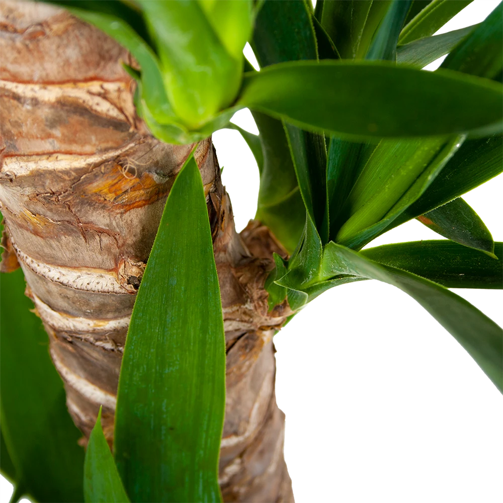Yucca - Palmlelie - P19 H90 - Kamerplant 5 Yucca - Palmlelie - P19 H90 - Kamerplant - Afbeelding 3
