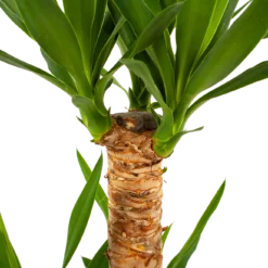 Yucca - Palmlelie - P21 H100 - Kamerplant -Goedkope Groen Tuin Geluk Winkel yucca palmlelie p21 h100 5 2