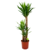 Yucca - Palmlelie - P24 H120 - Kamerplant -Goedkope Groen Tuin Geluk Winkel yucca palmlelie p24 h120 4