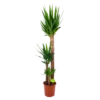 Yucca - Palmlelie - P24 H165 - Kamerplant -Goedkope Groen Tuin Geluk Winkel yucca palmlelie p24 h165 4