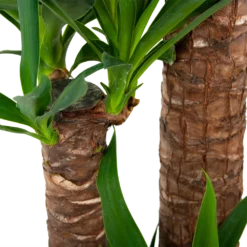 Yucca - Palmlelie - P24 H165 - Kamerplant -Goedkope Groen Tuin Geluk Winkel yucca palmlelie p24 h165 6
