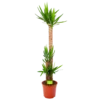 Yucca - Palmlelie - P27 H170 - Kamerplant -Goedkope Groen Tuin Geluk Winkel yucca palmlelie p27 h170 1 1