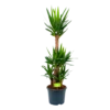 Yucca - Palmlelie - P29 H150 - Kamerplant -Goedkope Groen Tuin Geluk Winkel yucca palmlelie p29 h150 1 2