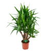 Yucca - Vertakt - Palmlelie - P24 H100 - Kamerplant -Goedkope Groen Tuin Geluk Winkel yucca vertakt palmlelie p24 h100 1 1