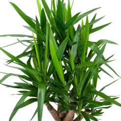Yucca - Vertakt - Palmlelie - P24 H100 - Kamerplant -Goedkope Groen Tuin Geluk Winkel yucca vertakt palmlelie p24 h100 6 1