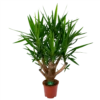 Yucca - Vertakt - Palmlelie - P27 H110 - Kamerplant -Goedkope Groen Tuin Geluk Winkel yucca vertakt palmlelie p27 h110 1 1