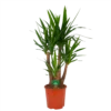 Yucca - Vertakt - Palmlelie - P30 H130 - Kamerplant -Goedkope Groen Tuin Geluk Winkel yucca vertakt palmlelie p30 h130 kamerplant 1