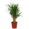 Yucca - Vertakt - Palmlelie - P34 H140 - Kamerplant -Goedkope Groen Tuin Geluk Winkel yucca vertakt palmlelie p34 h140 kamerplant 1