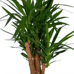 Yucca - Vertakt - Palmlelie - P34 H140 - Kamerplant -Goedkope Groen Tuin Geluk Winkel yucca vertakt palmlelie p34 h140 kamerplant 4