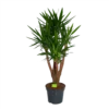 Yucca - Vertakt - Palmlelie - P35 H150 - Kamerplant -Goedkope Groen Tuin Geluk Winkel yucca vertakt palmlelie p35 h150 1