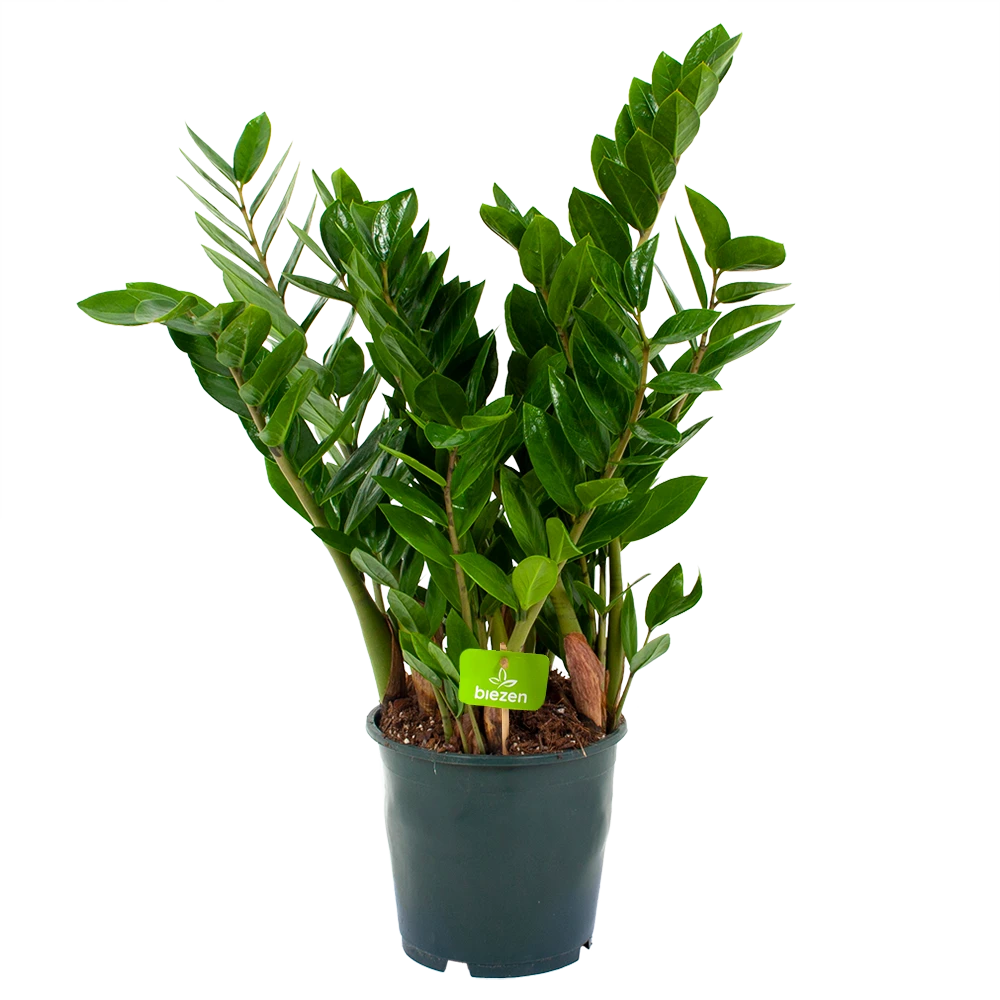 Zamioculcas Zamiifolia - Emerald Palm - P19 H70 - Kamerplant 3 Zamioculcas Zamiifolia - Emerald Palm - P19 H70 - Kamerplant