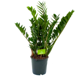 Zamioculcas Zamiifolia - Emerald Palm - P21 H80 - Kamerplant