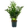 Zamioculcas Zamiifolia - Emerald Palm - P24 H90 - Kamerplant 2 Zamioculcas Zamiifolia - Emerald Palm - P24 H90 - Kamerplant -Goedkope Groen Tuin Geluk Winkel zamioculcas zamiifolia emerald palm p24 h90 4