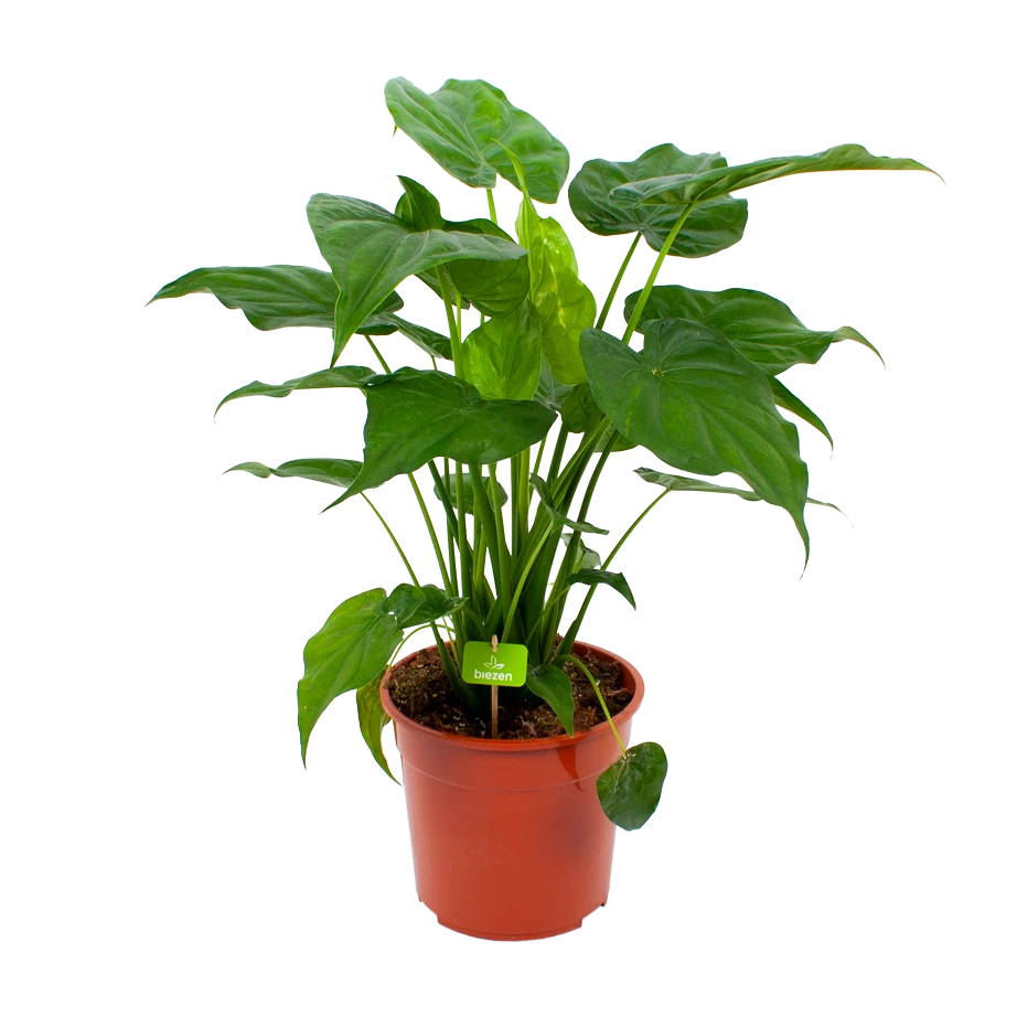 Goedkope Groen Tuin Geluk Winkel 38 Goedkope Groen Tuin Geluk Winkel -Goedkope Groen Tuin Geluk Winkel alocasia cucullata olifantsoor p27 h80 1 1